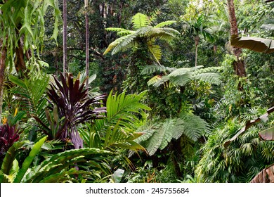 Tropical Garden, Cairns, Queensland, Australia