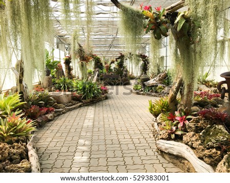tropical garden decoration with plants , flowers, and trees -  path walk way in greenhouse