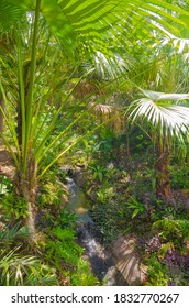 Tropical garden in Florida, USA