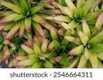 Tropical Garden with Green and Yellow Blushing Neoregelia Bromeliads