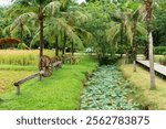 Tropical garden with palm trees, rice field, wooden pathway, water canal with lotus flowers and rustic benches on green grass on Phuket island, Thailand. Eco-tourism site, farmstay, community park