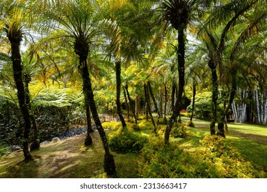 Tropical garden panorama with palm trees, ferns and exotic flowers on Martinique island. Sunlit lush vegetation in popular public park in the Caribbean sea called “Jardin de Balata“, Fort-de-France.