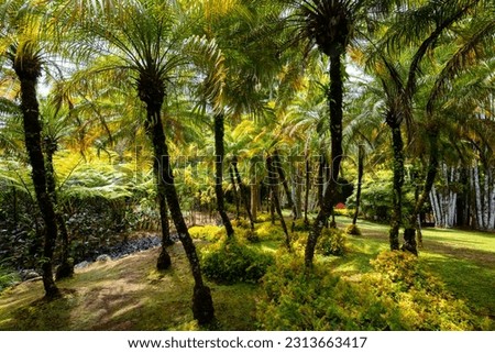 Tropical garden panorama with palm trees, ferns and exotic flowers on Martinique island. Sunlit lush vegetation in popular public park in the Caribbean sea called “Jardin de Balata“, Fort-de-France.