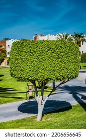 Tropical Garden With Trimmed Trees In Sunny Day. Different Trees And Bushes On A Turf Lawn, Evergreen And Seasonal Plants In The Backyard