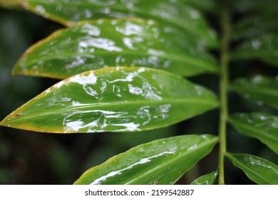 Tropical Ginger Plant Leaves In The Rain