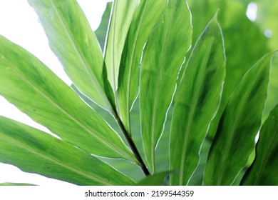 Tropical Ginger Plant Leaves In The Rain