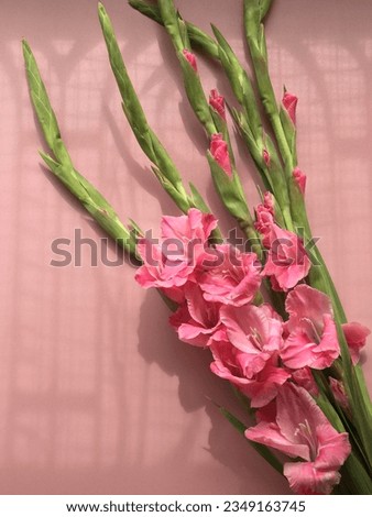 Tropical Gladiolus Flowers (Sword Lily) With Sunlight Shadow