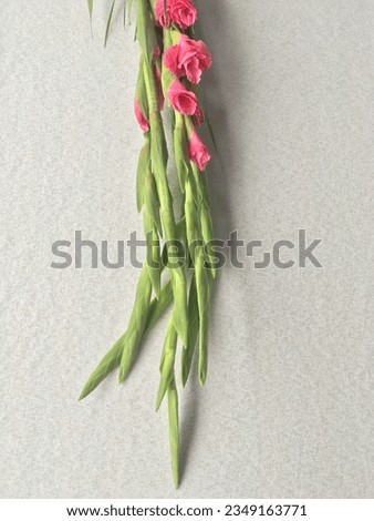 Tropical Gladiolus Flowers (Sword Lily)