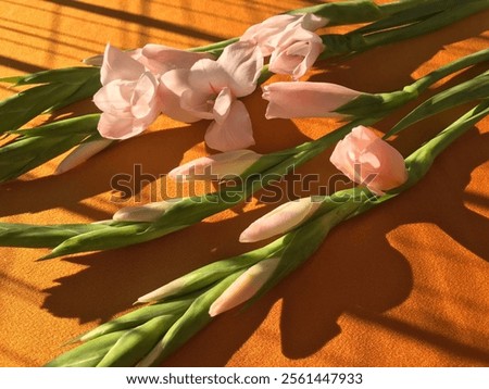 tropical gladiolus flowers (sword lily) in the sun