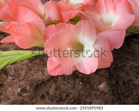 Tropical Gladiolus Flowers (Sword Lily) Closeup