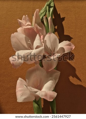 Tropical Gladiolus (Sword Lily) Closeup