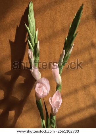 Tropical Gladiolus (Sword Lily) With Sunlight Shadow