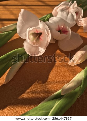 Tropical Gladiolus (Sword Lily) With Sunlight Shadow