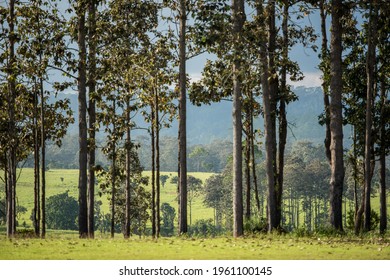 Tropical Grassland In Northern Thailand With Trees In The Foreground. 