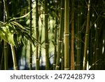 Tropical green bamboo forest. Botanical bamboo forest