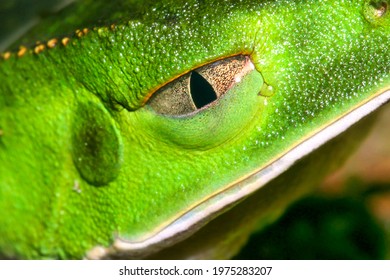 Tropical Green Frog, Amazonia, Ecuador