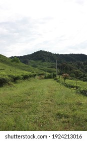 Tropical Green Hill With Green Field Foreground Under The White Sky. Green Grass Field That Ended With A Hill. 