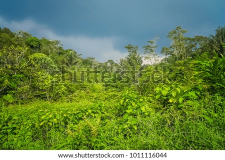 Similar – Image, Stock Photo jungles Virgin forest