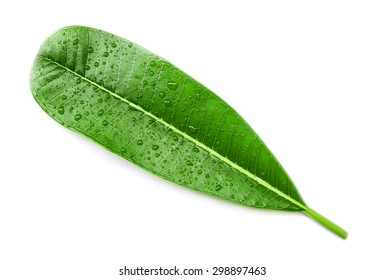 Tropical green leaf, isolated on white background, Leaf in tropical zone - Shutterstock ID 298897463