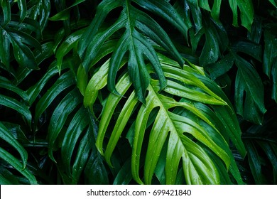 Tropical green leaves after the rain on dark background, nature summer forest plant concept - Shutterstock ID 699421840