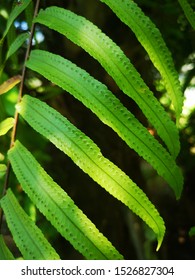 Tropical green leaves with amazing texture. - Shutterstock ID 1526827304
