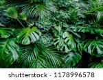 Tropical green leaves background, fern, palm and Monstera Deliciosa leaf on wall with dark toning, floral jungle pattern concept background, close up
