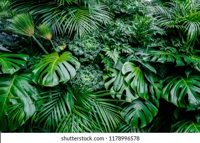 Tropical green leaves background, fern, palm and Monstera Deliciosa leaf on wall with dark toning, floral jungle pattern concept background, close up