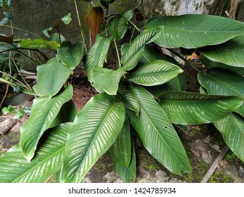 Tropical Green Leaves Calathea Lutea Aubl Stock Photo (Edit Now) 1424785934