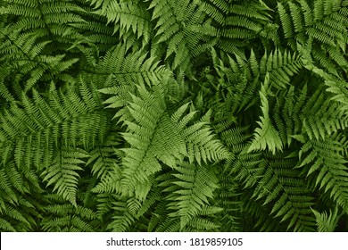 Tropical green leaves of fern. Abstract natural texture. Forest nature background. Lush green foliage in rainforest. - Shutterstock ID 1819859105