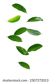 Tropical green leaves levitation isolated on white background. - Shutterstock ID 2307272013