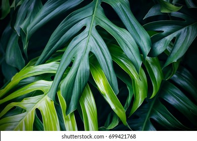Tropical green leaves on dark background, nature summer forest plant concept