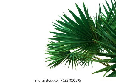 Tropical green leaves or sugar palm leaves for decoration, isolated on white background with clipping path. - Shutterstock ID 1927003595