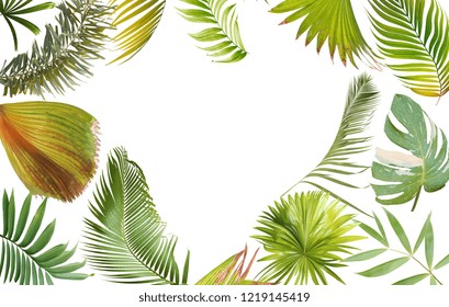 tropical green palm leaf on white for summer background
