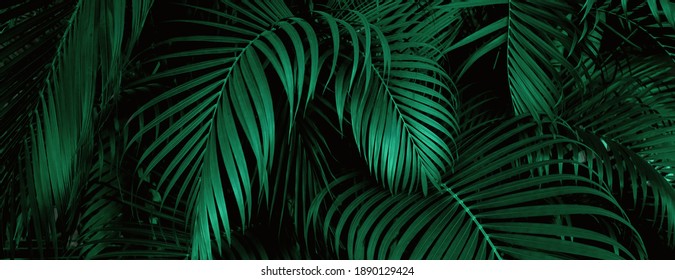 109,584 Dark Palm Trees Images, Stock Photos & Vectors | Shutterstock