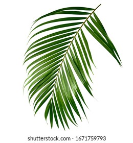Tropical green palm leave , jungle leave floral pattern isolated on white background Copy space for text or design