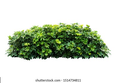 Tropical Green Plant Bush Tree Isolated With Clipping Path On White Background,Schefflera Actinophylla
