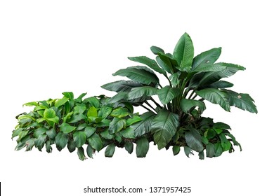 Tropical green plant isolated with clipping path - Shutterstock ID 1371957425