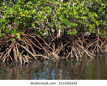 Tropical green saltwater Mangrove trees with roots exposed at low tide. Fraser Island, Queensland.
