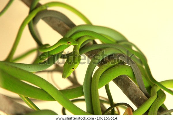 Tropical Green Tree Snake Malaysia Stock Photo Edit Now 106155614