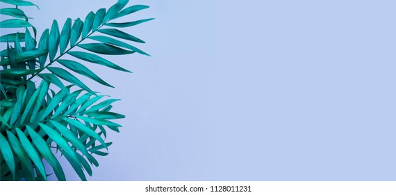 Tropical greenery minimal artistic design. Modern Art. Fashionable design. Vanilla Trendy pastel colors. Sweet summer style. Creative unusual. Palm - Powered by Shutterstock