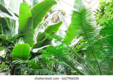Tropical greenhouse glasshouse sunny interior full of fresh green plants. Natural Indoor decorative plants. Botanical garden. Beautiful spring background. Exotic plant leaves. Bright forest jungle. - Powered by Shutterstock - Get 15% off with code: PIKWIZARD15