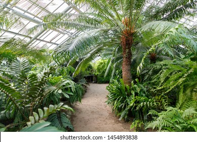 Tropical greenhouse/glasshouse with evergreen plants, exotic palms, ferns in a sunny day with beautiful light. Various palms in botanical garden.  - Powered by Shutterstock