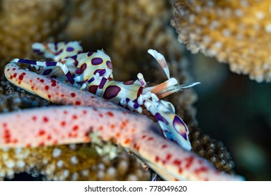 A tropical harlequin shrimp, Hymenocera picta, consumes a sea star in a healthy antler coral head.