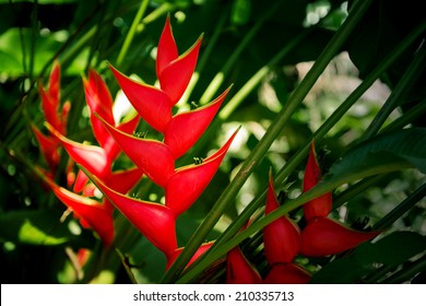 Tropical heliconia flower (Heliconia stricta)