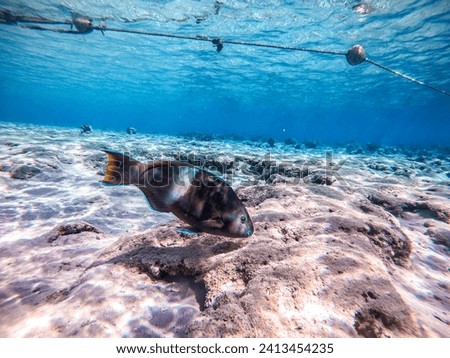Tropical Hipposcarus longiceps or Longnose Parrotfish known as Hipposcarus Harid underwater at the coral reef. Underwater life of reef with corals and tropical fish. Coral Reef at the Red Sea, Egypt.
