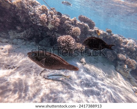 Tropical Hipposcarus longiceps or Longnose Parrotfish known as Hipposcarus Harid underwater at the coral reef. Underwater life of reef with corals and tropical fish. Coral Reef at the Red Sea, Egypt.
