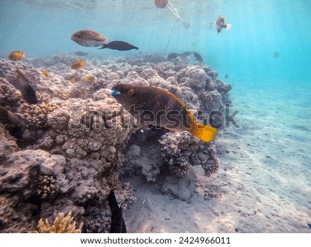 Tropical Hipposcarus longiceps or Longnose Parrotfish known as Hipposcarus Harid underwater at the coral reef. Underwater life of reef with corals and tropical fish. Coral Reef at the Red Sea, Egypt.
