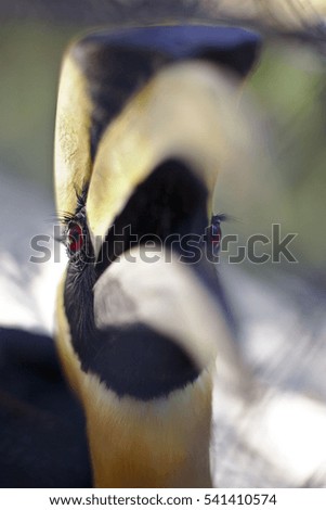 Similar – Image, Stock Photo suspicion Bird Zoo