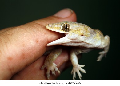 Tropical house gecko biting a finger