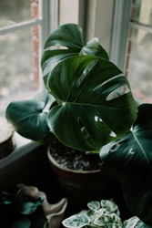 Tropical House Plants Bloom Indoors, a Nature Photo by Laramie Renae